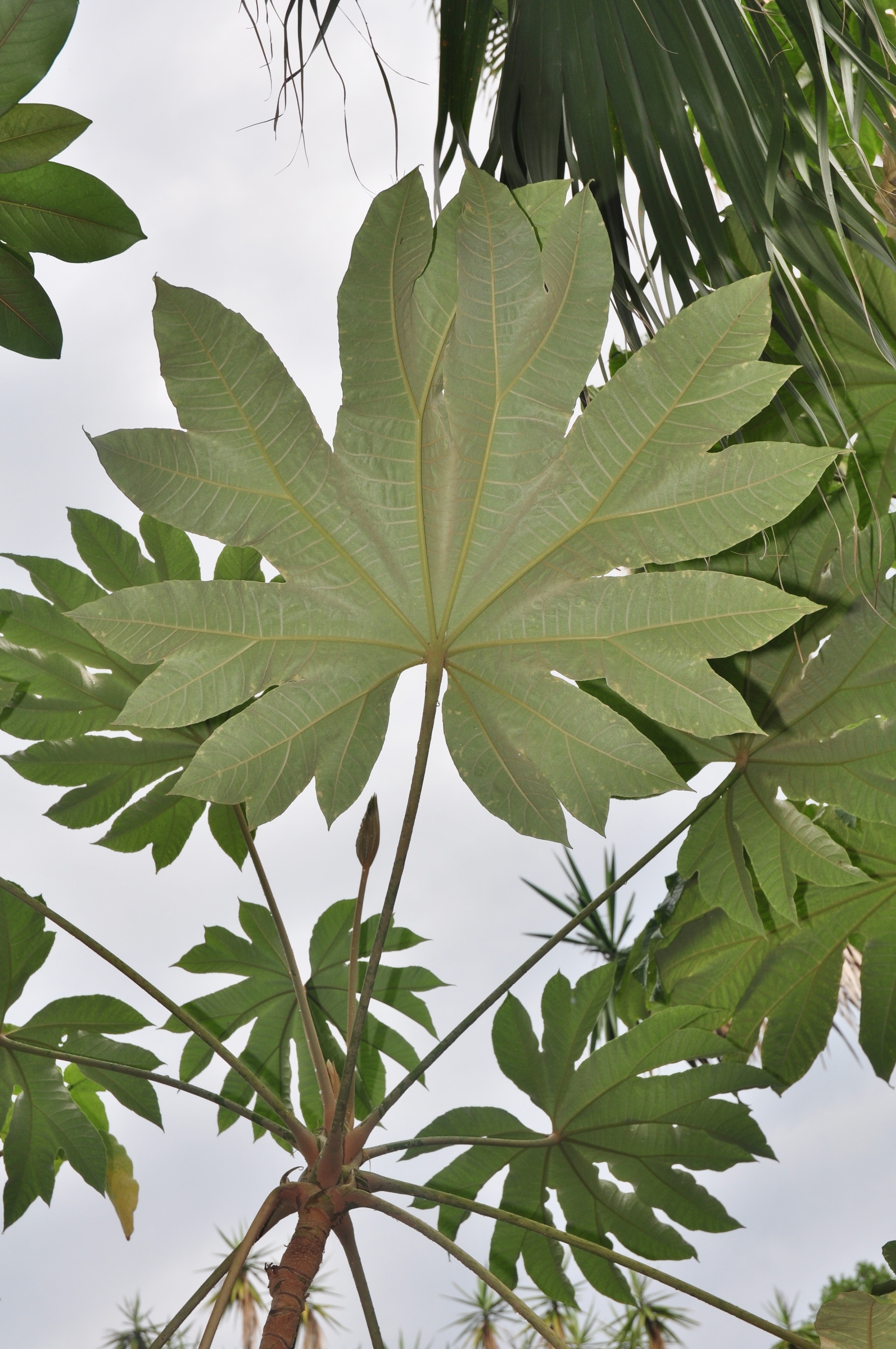 Araliaceae Tetrapanax papyrifer