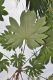 image of Tetrapanax papyrifer