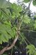 image of Tetrapanax papyrifer