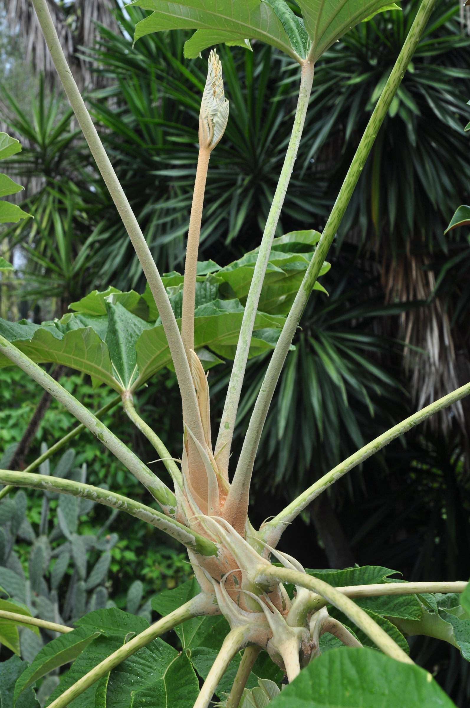 Araliaceae Tetrapanax papyrifer