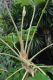 image of Tetrapanax papyrifer