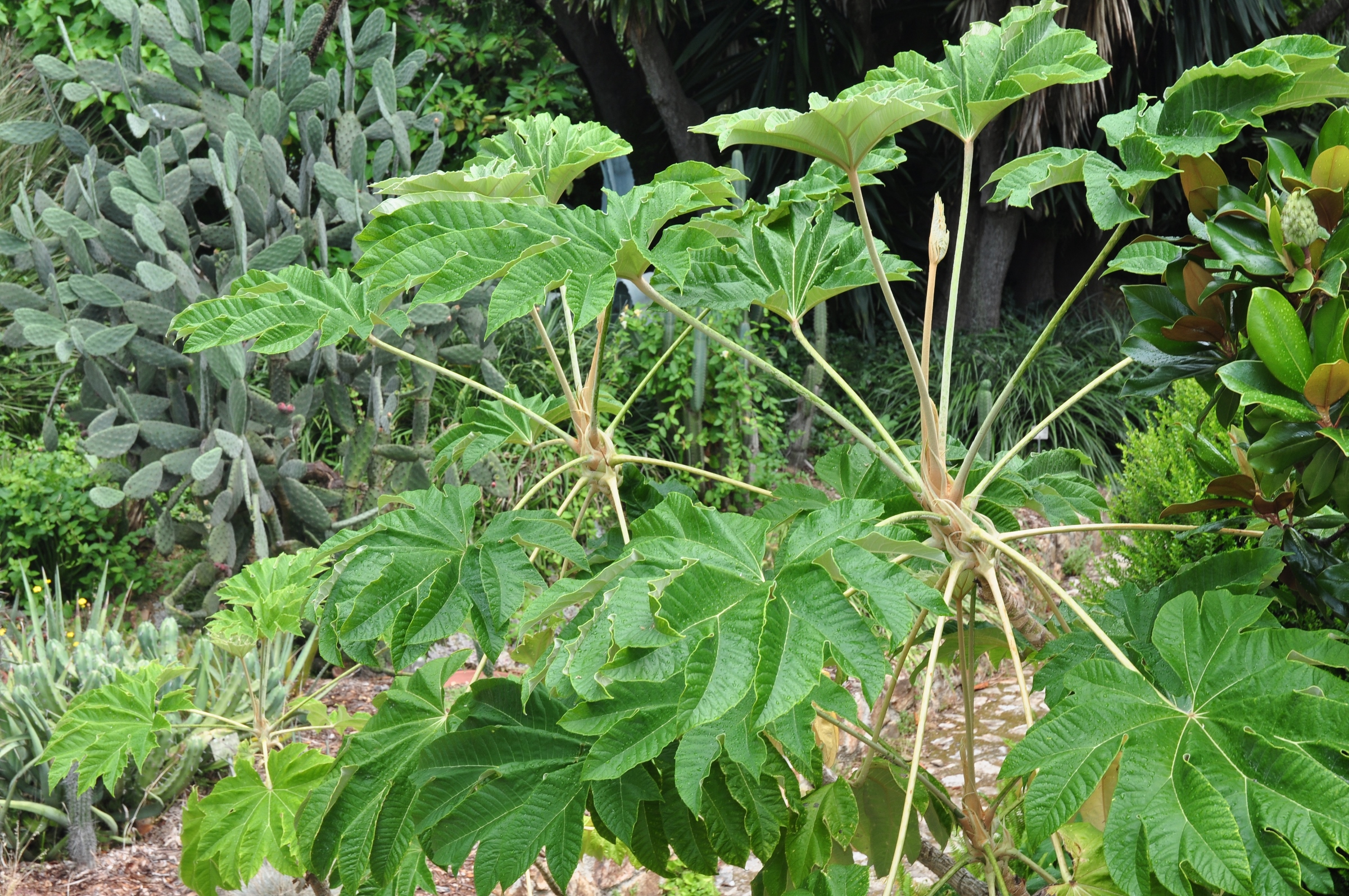Araliaceae Tetrapanax papyrifer