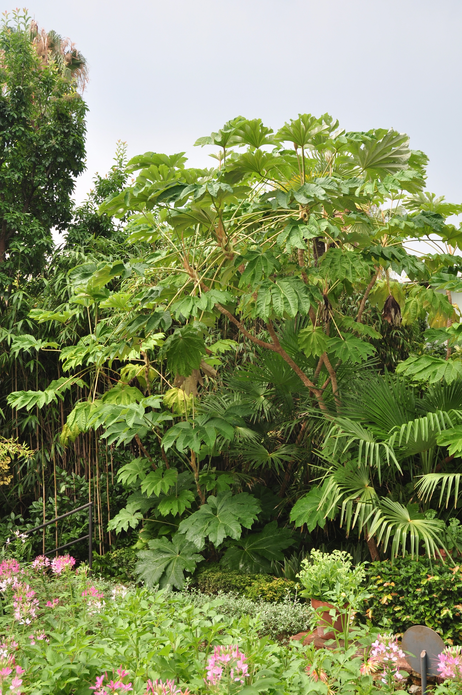 Araliaceae Tetrapanax papyrifer