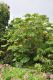 image of Tetrapanax papyrifer