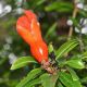 image of Punica granatum