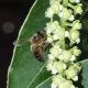 image of Apis mellifera