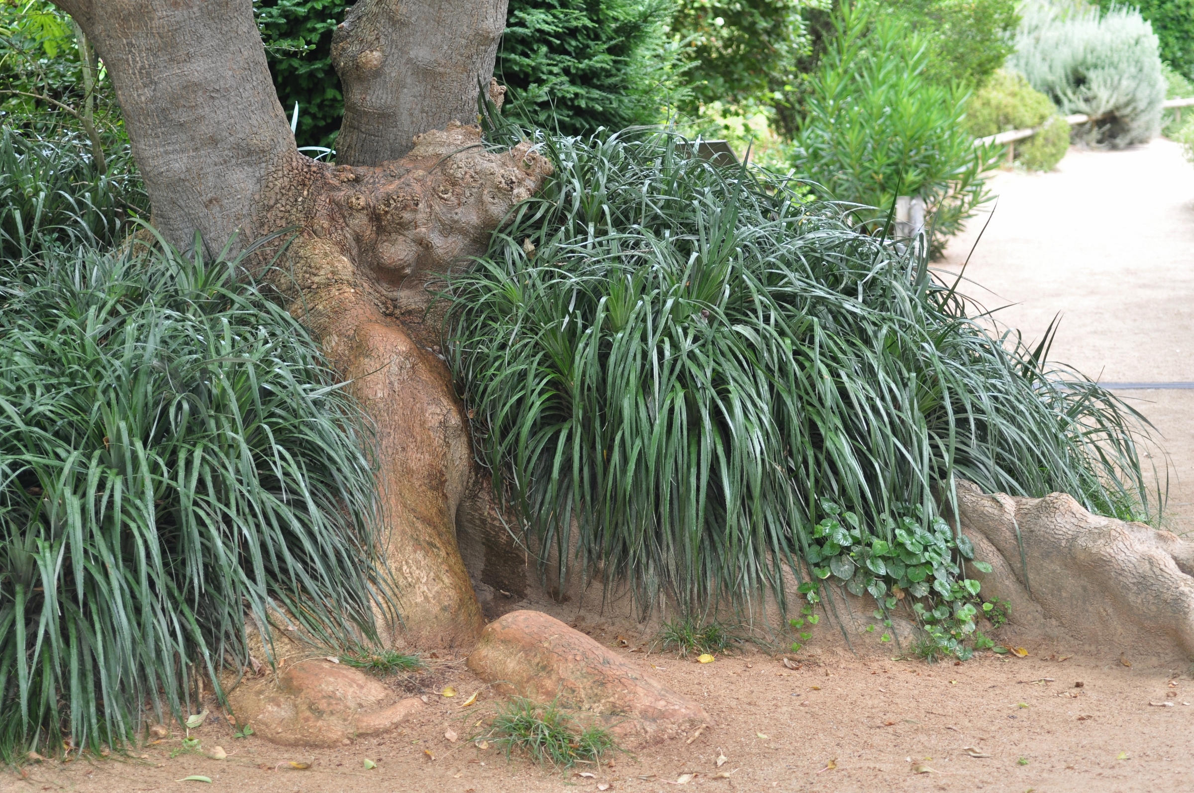 Phytolaccaceae Phytolacca dioica