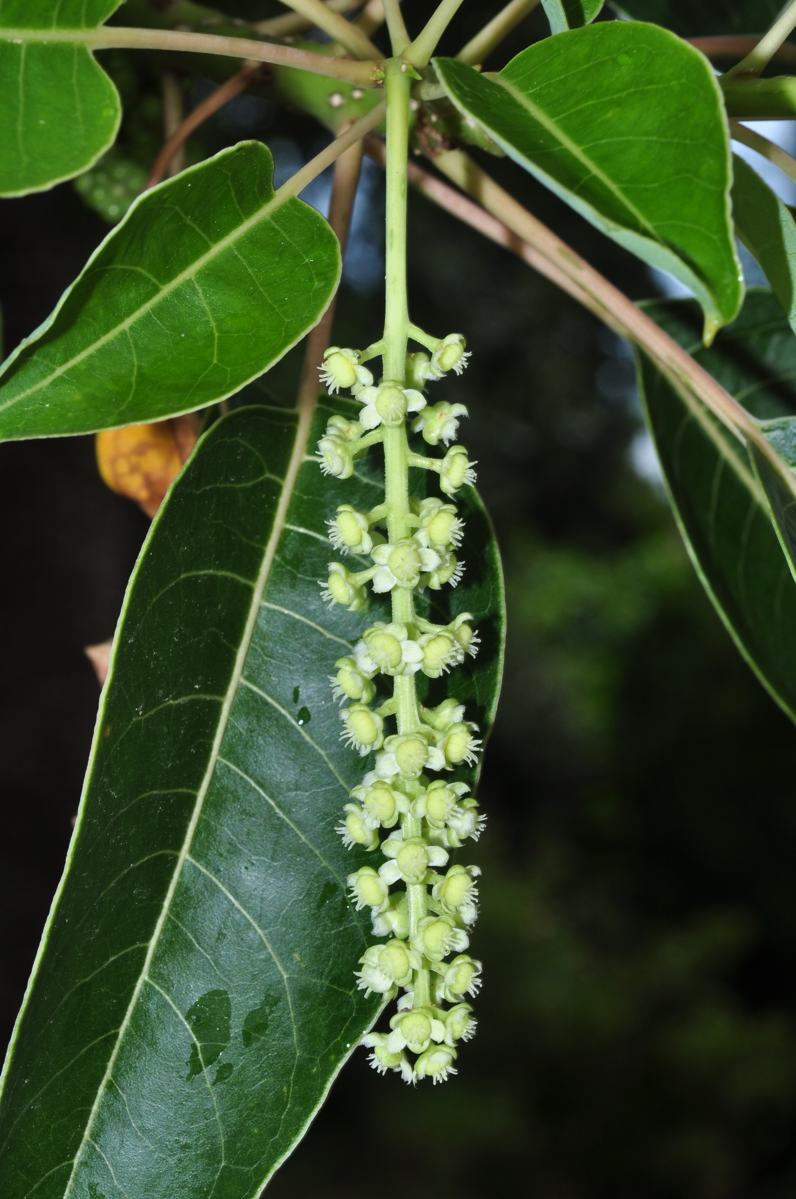 Phytolaccaceae Phytolacca dioica