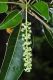 image of Phytolacca dioica