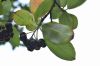 image of Aronia melanocarpa