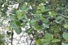 image of Aronia melanocarpa