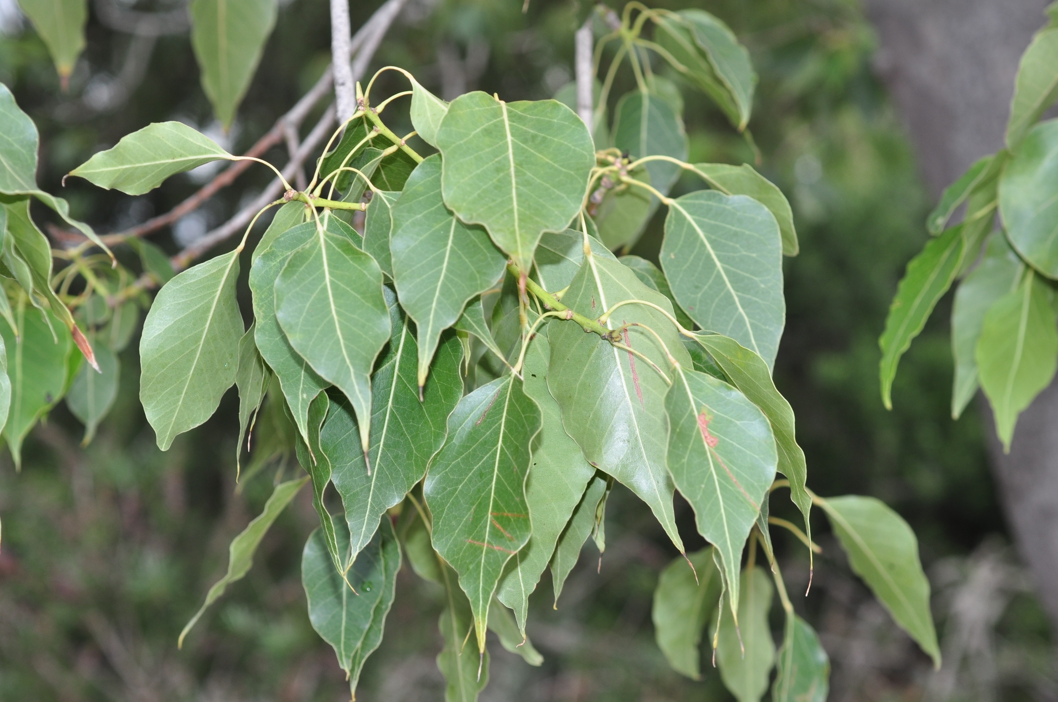 Sterculiaceae Brachychiton populnea