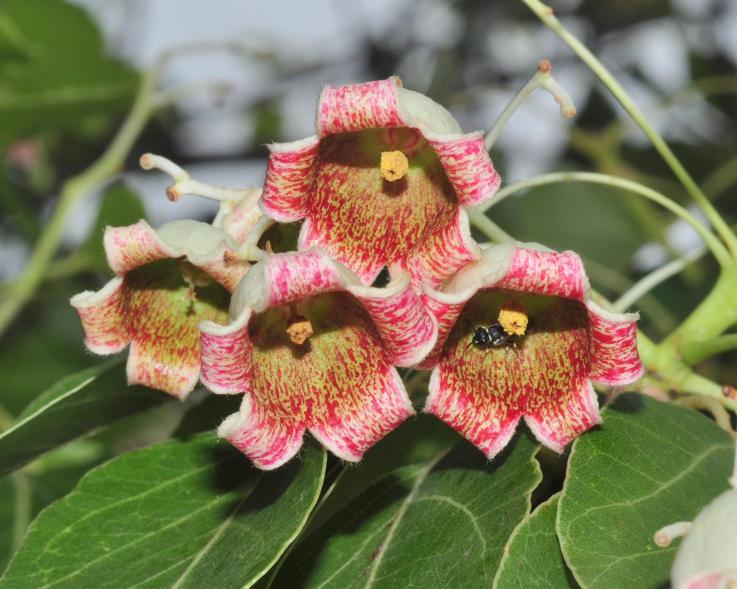 Sterculiaceae Brachychiton populnea