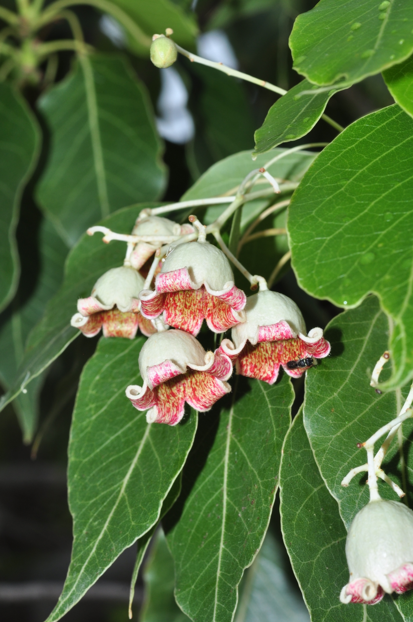 Sterculiaceae Brachychiton populnea