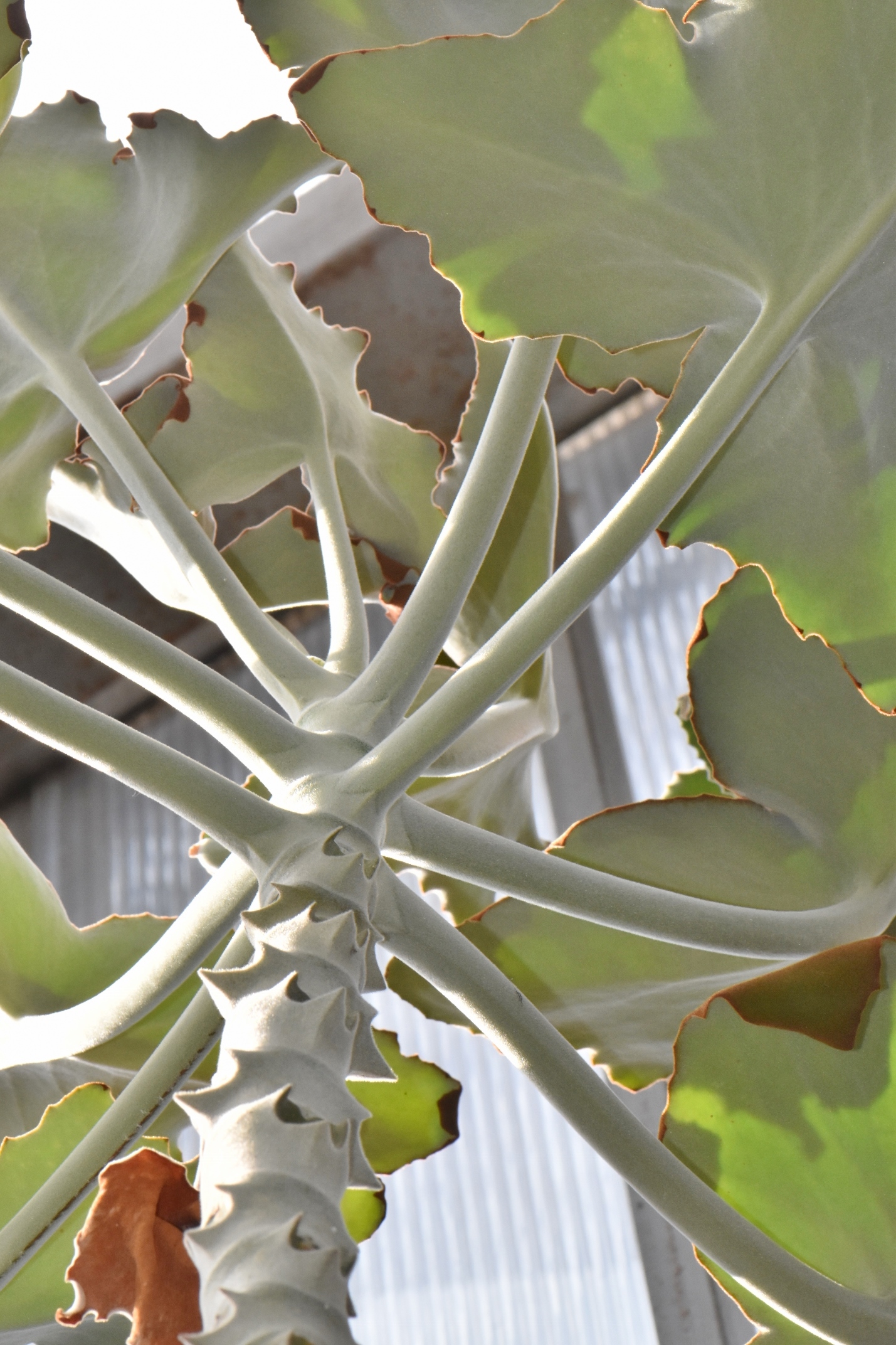 Crassulaceae Kalanchoe beharensis