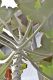 image of Kalanchoe beharensis