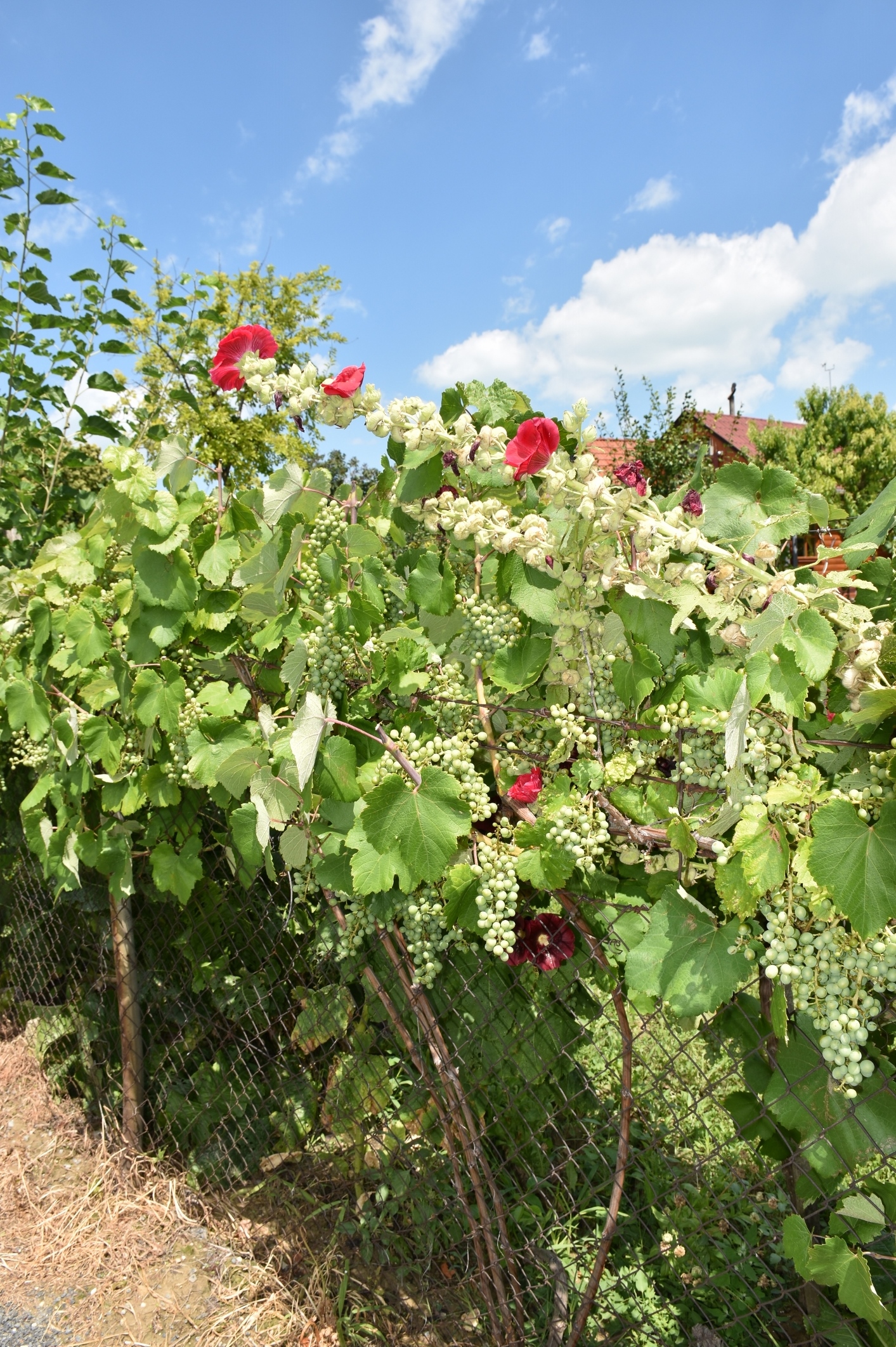 Malvaceae Alcea rosea