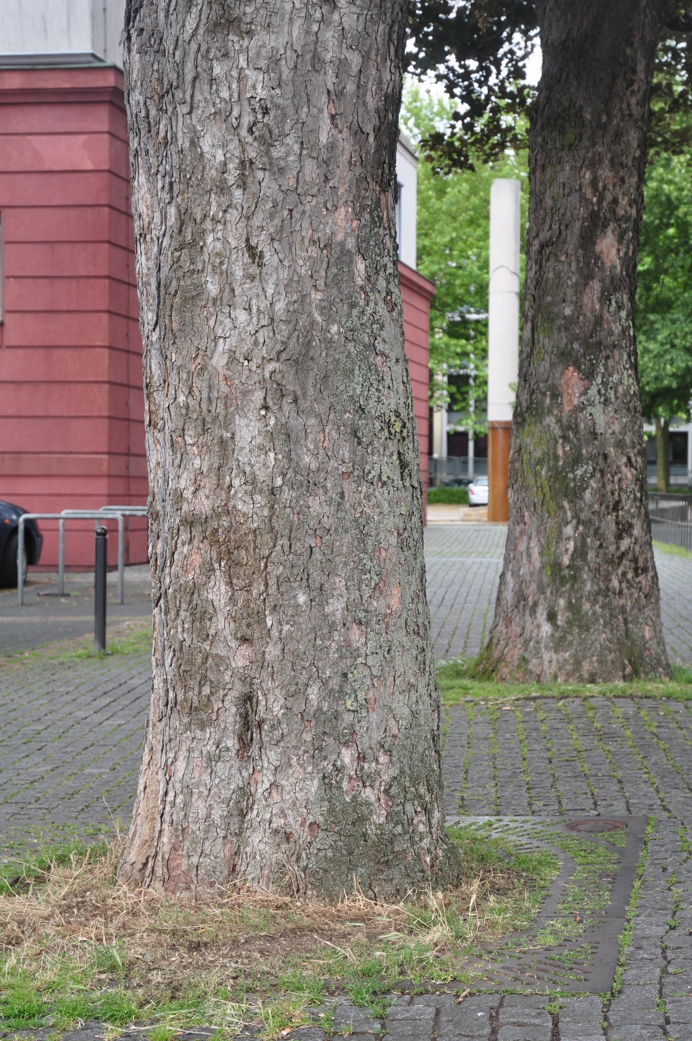 Aceraceae Acer pseudoplatanus