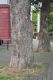 image of Acer pseudoplatanus