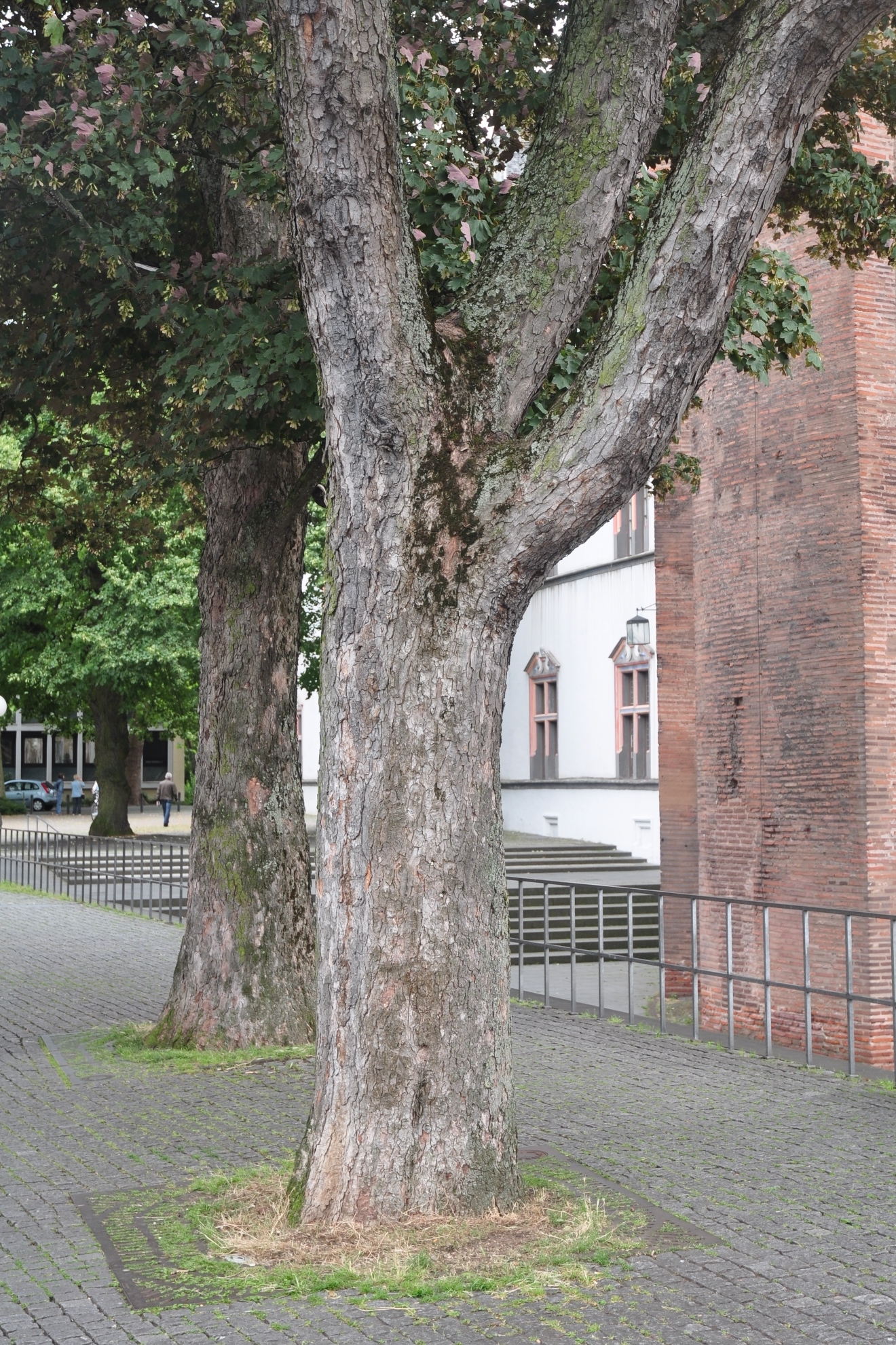 Aceraceae Acer pseudoplatanus