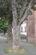 image of Acer pseudoplatanus