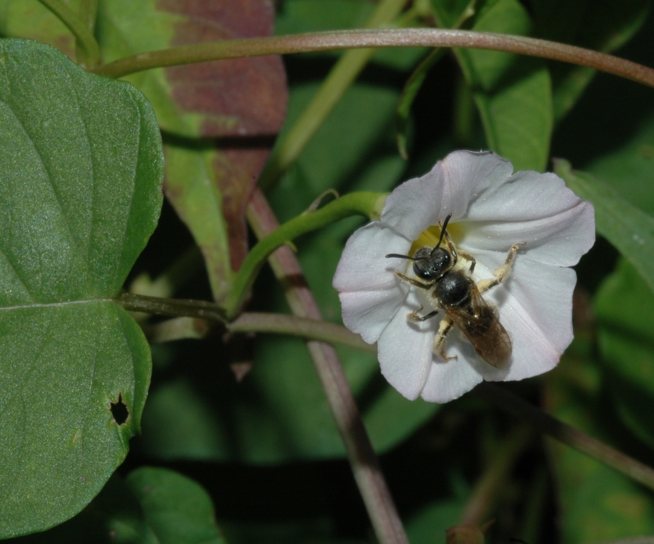 Apidae  
