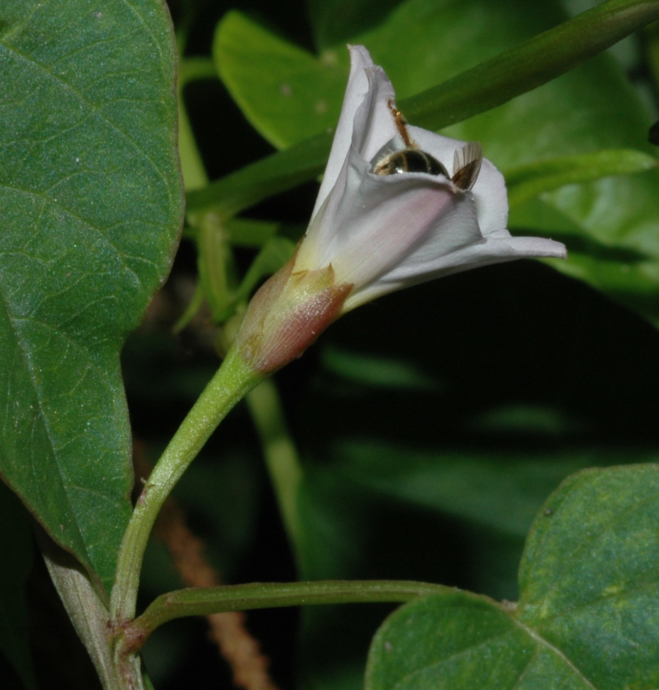 Convolvulaceae Merremia sibirica