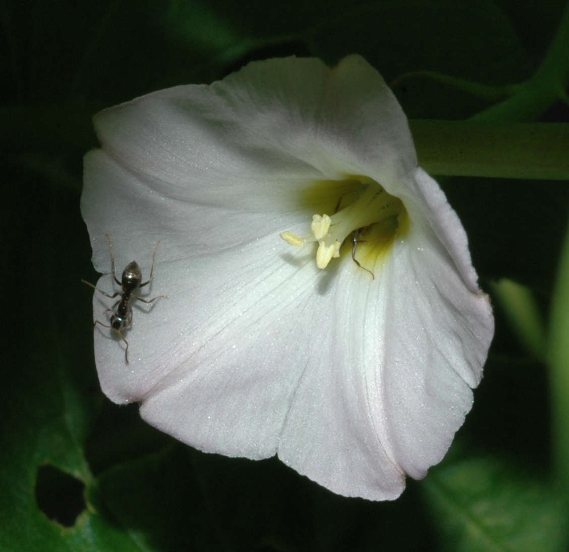 Formicidae  