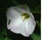 image of  