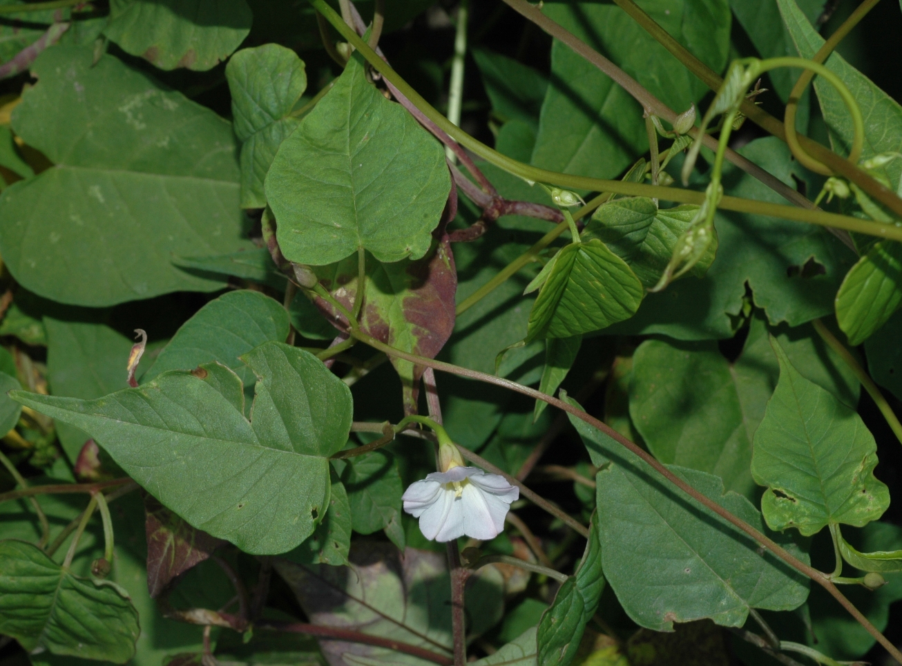 Convolvulaceae Merremia sibirica