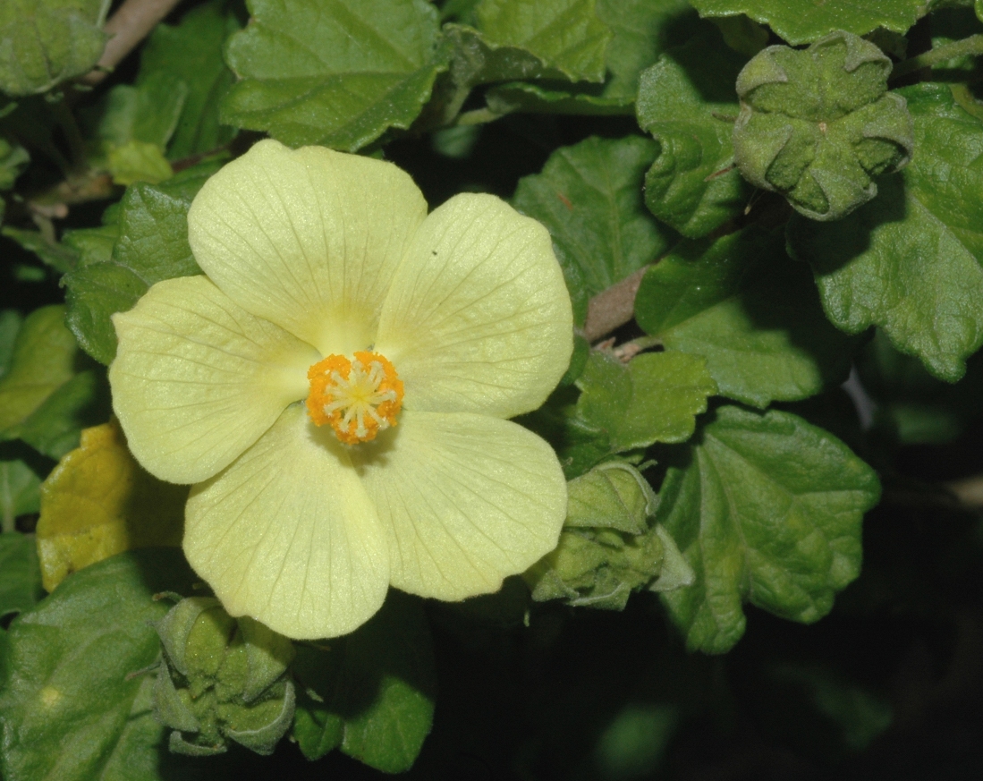 Malvaceae Pavonia praemorsa