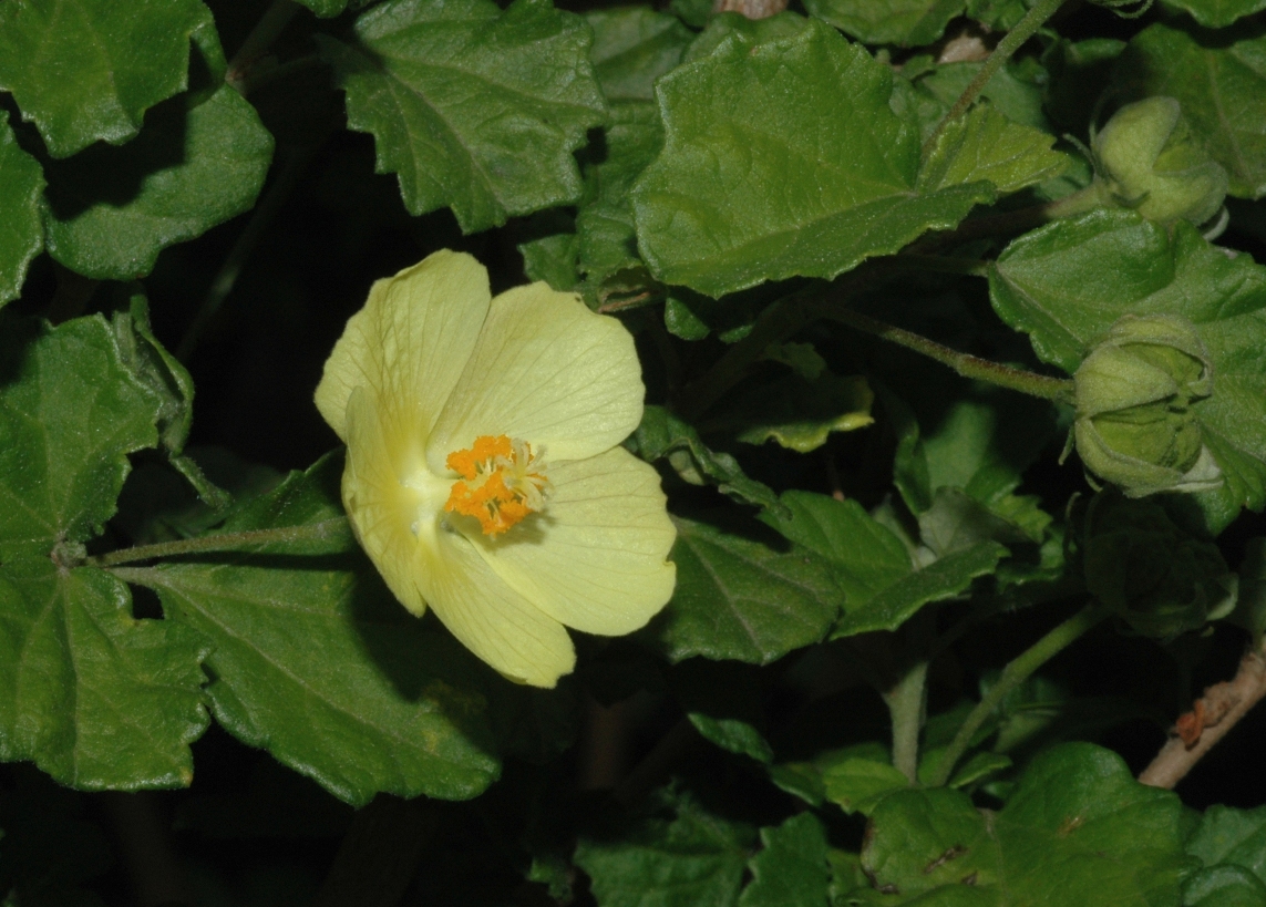 Malvaceae Pavonia praemorsa