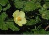 image of Pavonia praemorsa