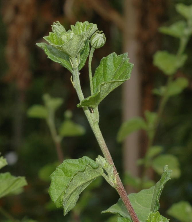 Malvaceae Pavonia praemorsa