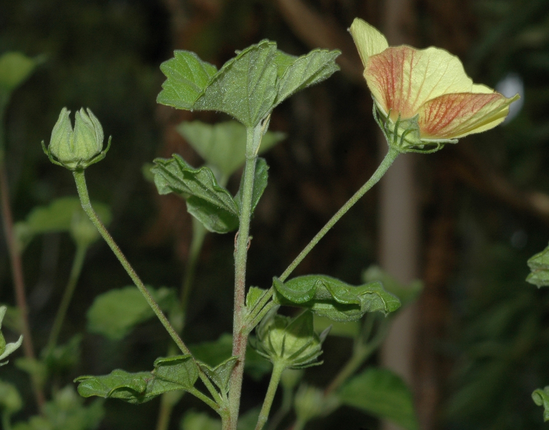 Malvaceae Pavonia praemorsa