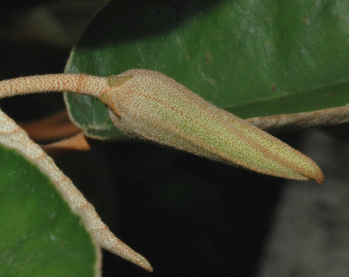 Dombeyaceae Trochetiopsis ebenus