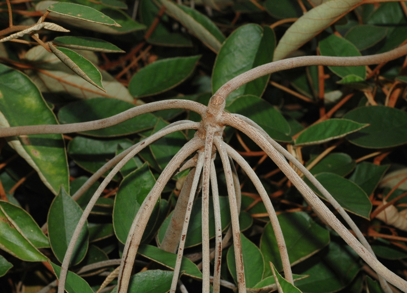 Dombeyaceae Trochetiopsis ebenus