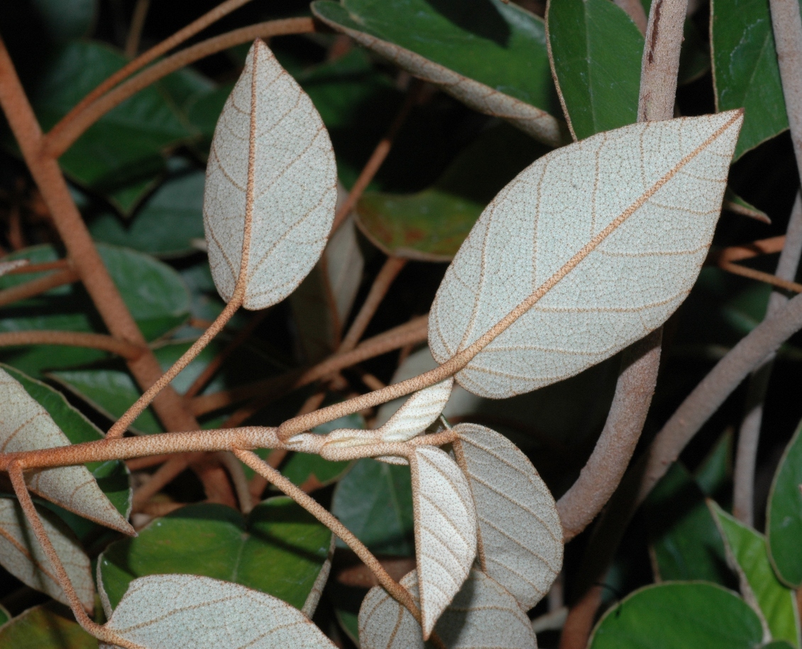 Dombeyaceae Trochetiopsis ebenus