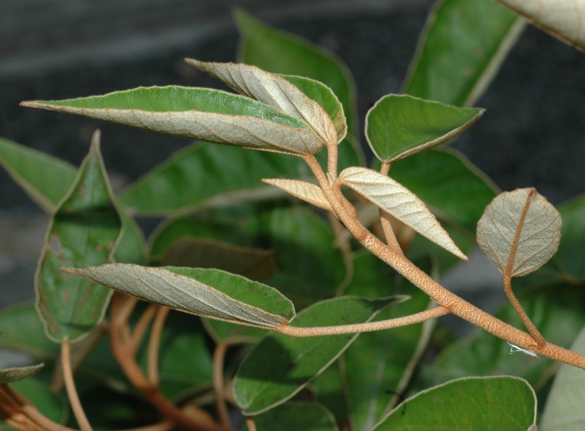 Dombeyaceae Trochetiopsis ebenus
