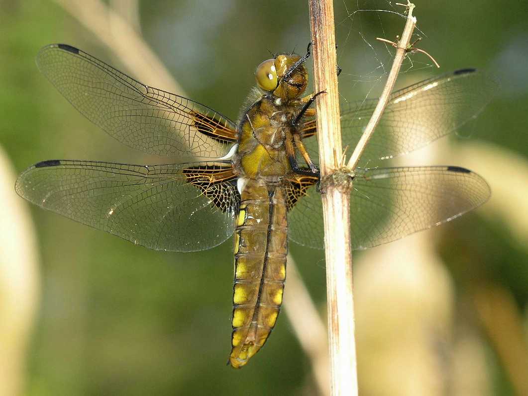 Libellulidae Libellula depressa