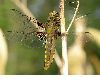 image of Libellula depressa