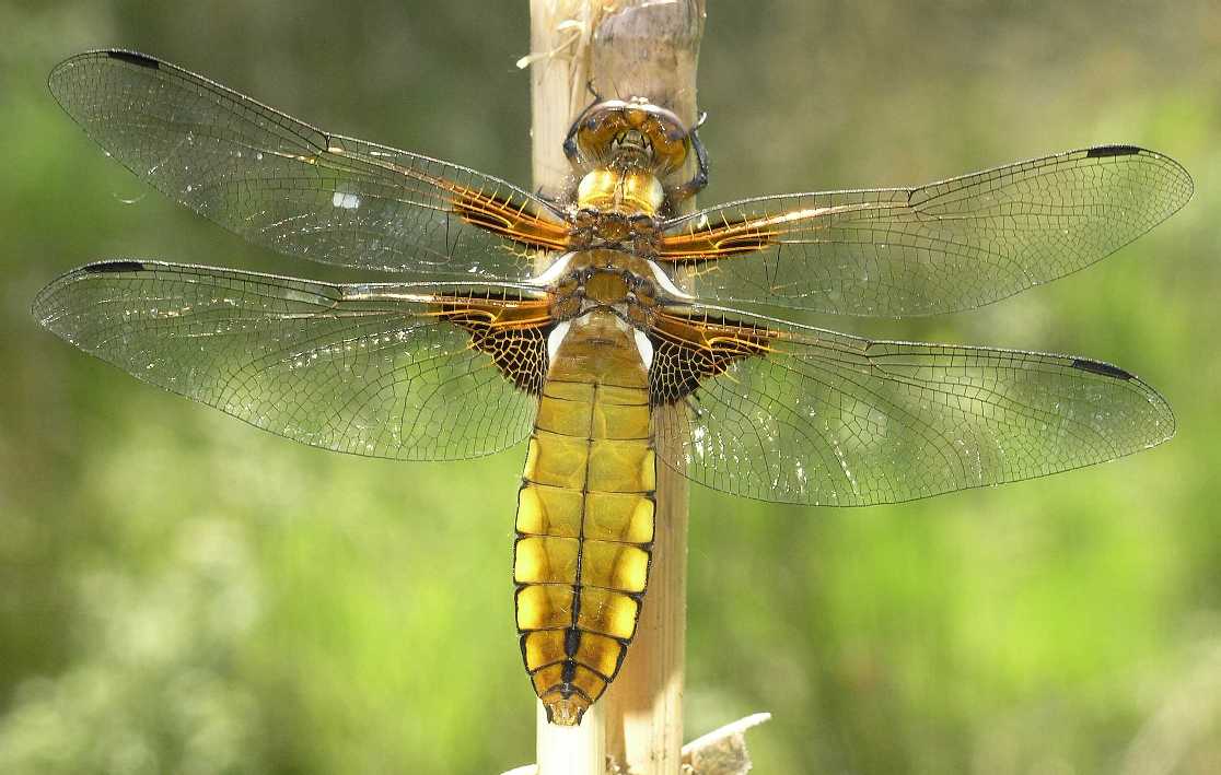 Libellulidae Libellula depressa