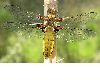 image of Libellula depressa