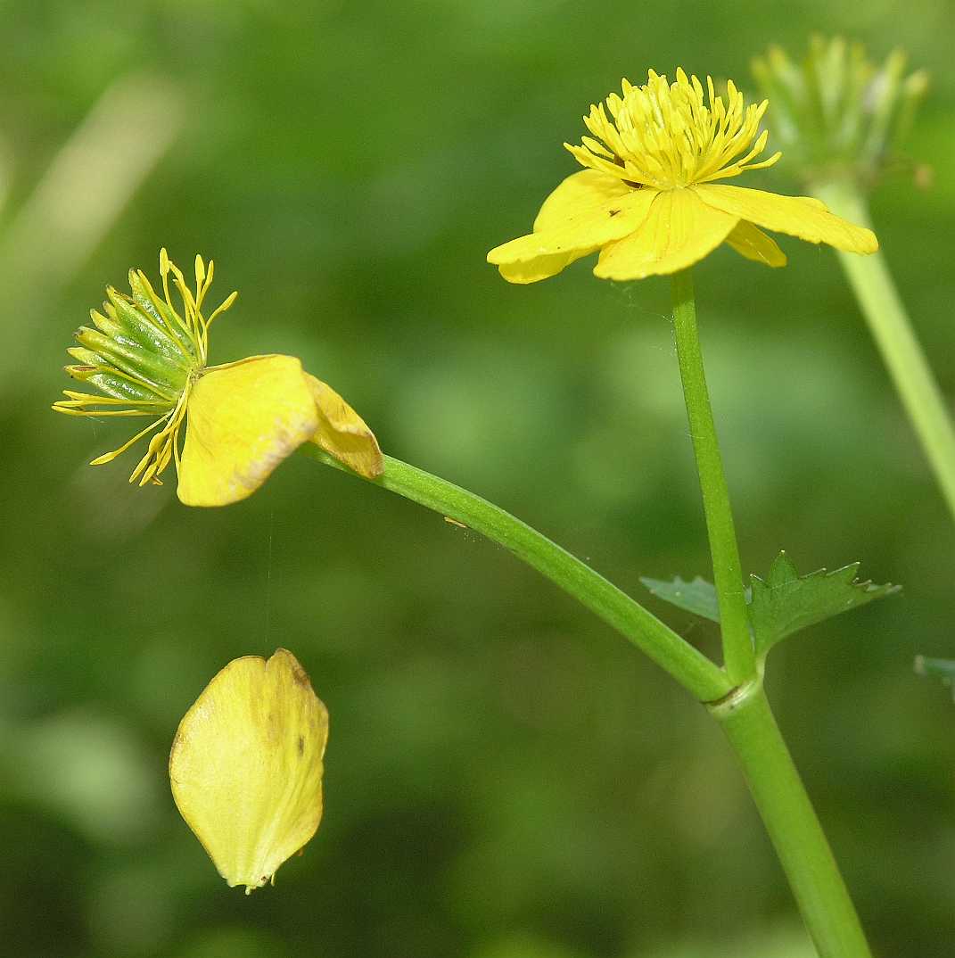 Ranunculaceae Caltha palustris