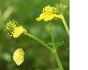 image of Caltha palustris