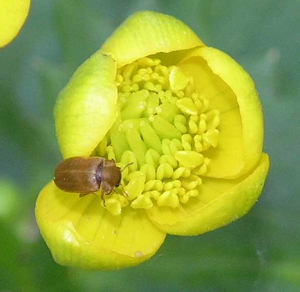 Ranunculaceae Caltha palustris