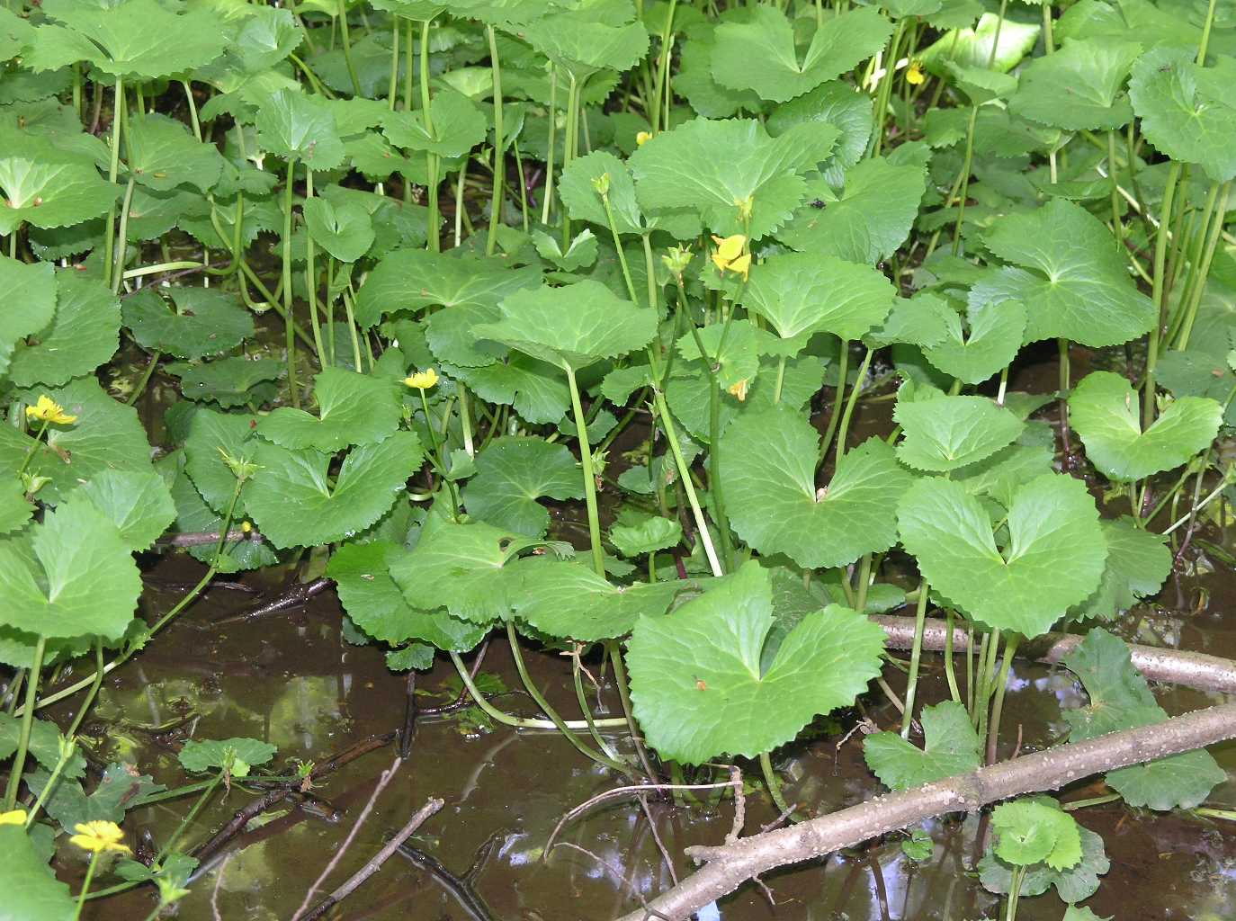 Ranunculaceae Caltha palustris