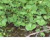 image of Caltha palustris