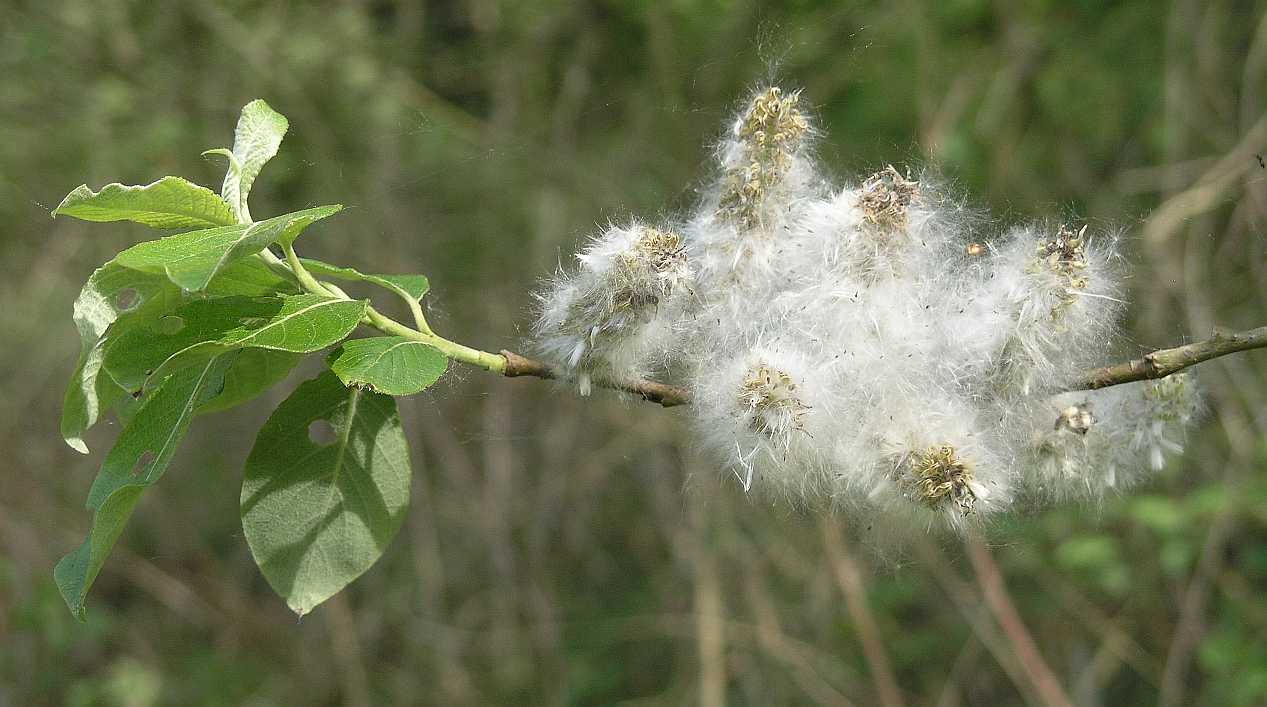 Salicaceae Salix caprea