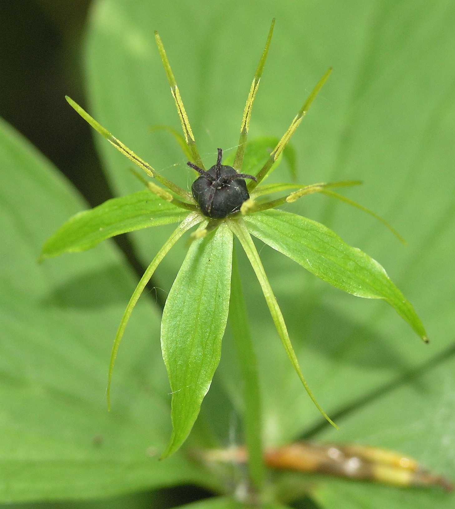 Melanthiaceae Paris quadrifolia